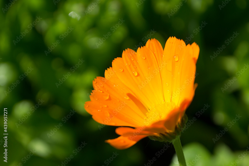 Orange flower on a sunny day close-up on a green background.
Orange flower on a sunny day close-up on a green background.