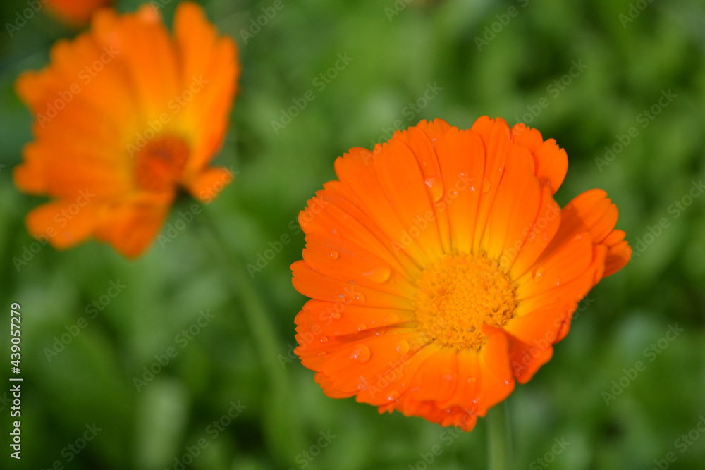Orange flower on a sunny day close-up on a green background.
Orange flower on a sunny day close-up on a green background.