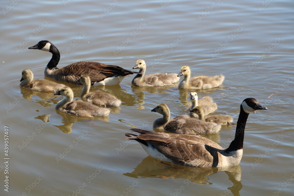 Obraz premium Growing Family Of Geese, Pylypow Wetlands, Edmonton, Alberta