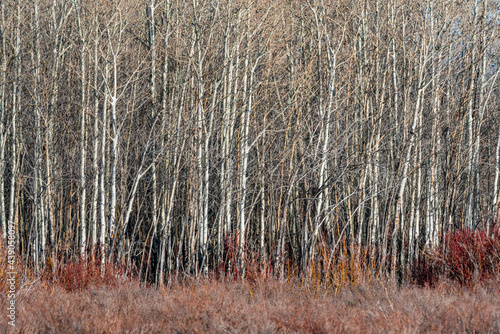 USA, Idaho, Bellevue, Leafless trees in autumn photo