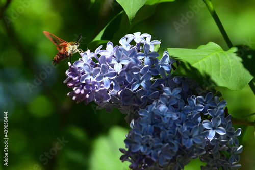 A Hummingbird Clearwing Moth (Hemaris thysbe) feeds on the purple flowers of a lilac tree. photo