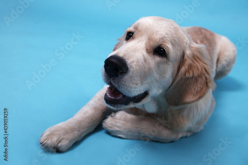 Cute Retriever puppy lies on a blue background and looks up. Vertical card with copy space. High quality photo