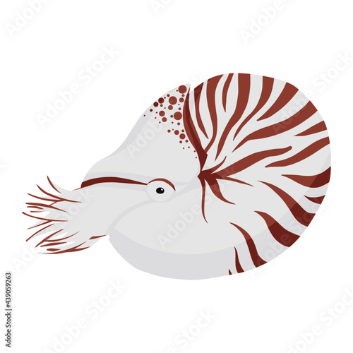 nautilus of sea animal illustration