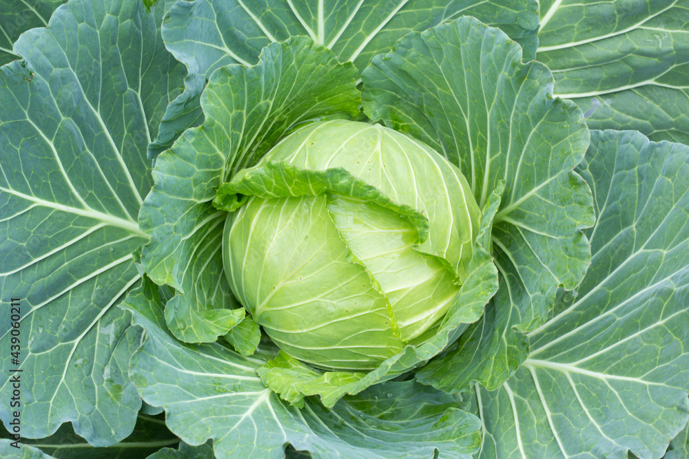 cabbage in the garden cabbage in the garden