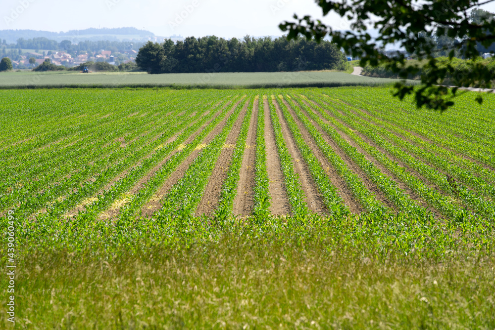 Symmetric agriculture fields on a sunny day at summertime. Photo taken June 11th, 2021, Payerne, Switzerland.