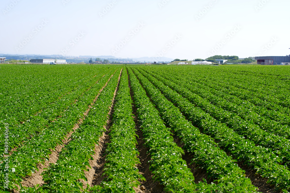 Symmetric agriculture potato plants field on a sunny day at summertime. Photo taken June 11th, 2021, Payerne, Switzerland.