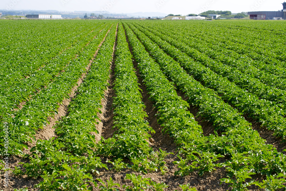 Obraz premium Symmetric agriculture potato plants field on a sunny day at summertime. Photo taken June 11th, 2021, Payerne, Switzerland.