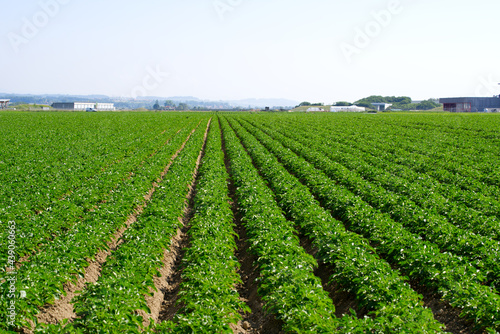 Symmetric agriculture potato plants field on a sunny day at summertime. Photo taken June 11th  2021  Payerne  Switzerland.