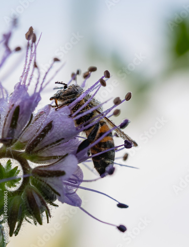 Biene an einer Phacelia tanacetifolia, Morgens, Tau photo