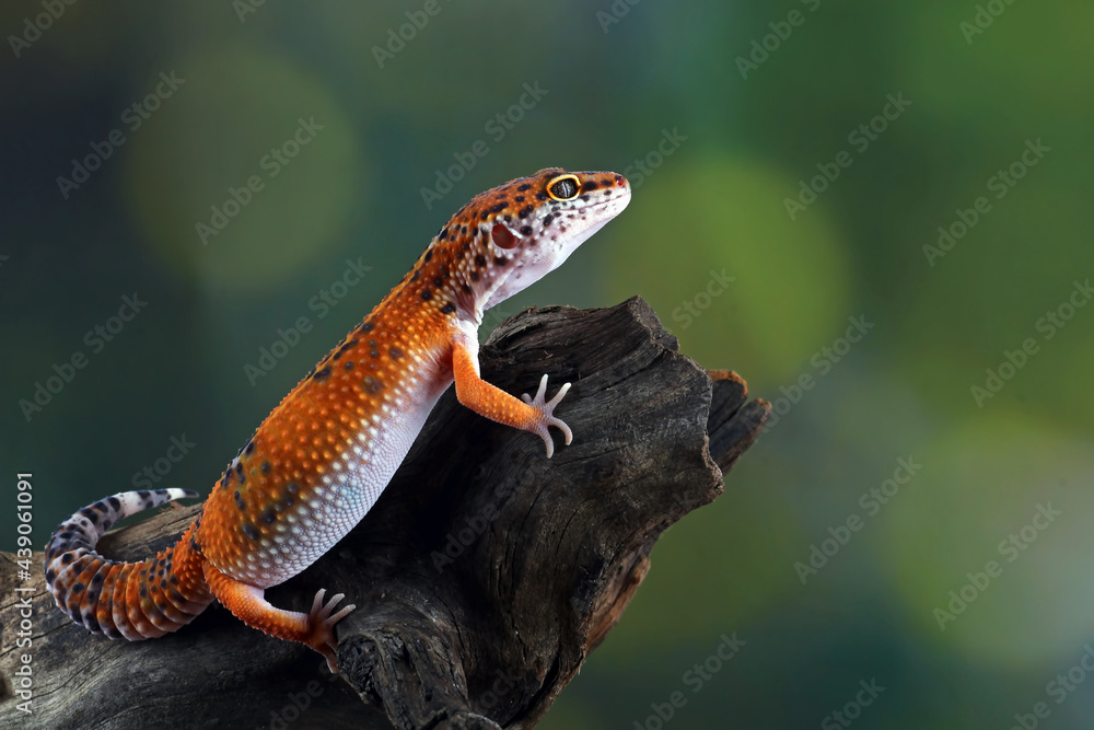Fototapeta premium leopard gecko lizard on wood , eublepharis macularius