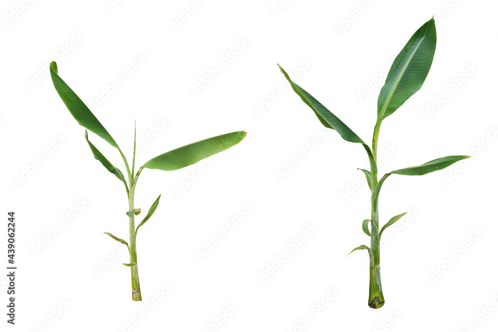Obraz premium banana tree