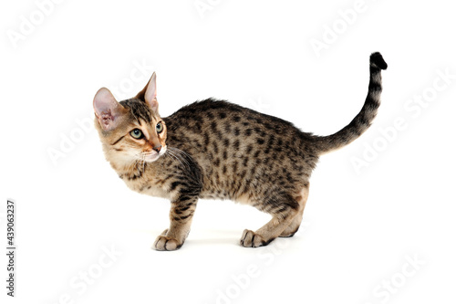 A purebred smooth-haired cat stands on a white background