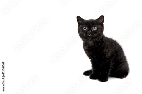 fluffy purebred black kitten sits on a white background