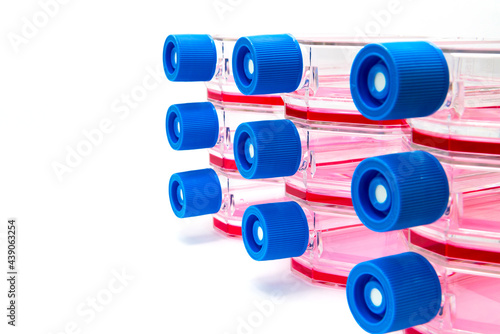 Fotografie Tumor cells are cultivated in flask dishes containing growth media
