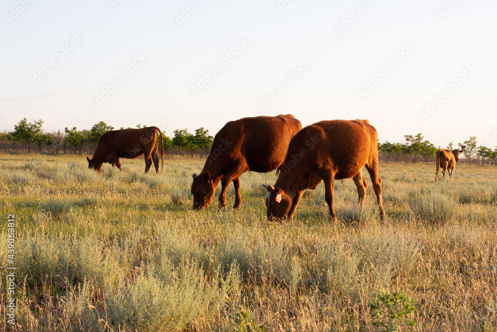 Two cows eating grass in a field after harvest season during sunset.