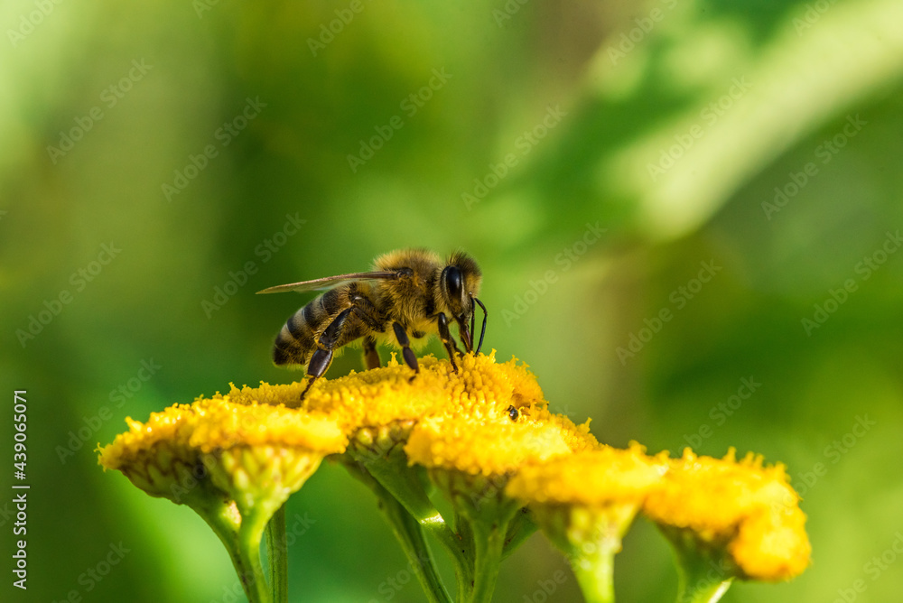 Biene im Profil Super Close Up Makro Portrait Honigbiene beim Pollen sammeln Blüten Nektar Sommer Sonne Bokeh Blumen Biene im Profil Super Close Up Makro Portrait Honigbiene beim Pollen sammeln Blüten Nektar Sommer Sonne Bokeh Blumen