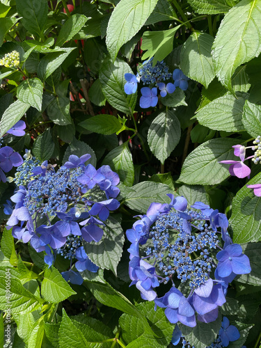 美しく咲いたアジサイの花