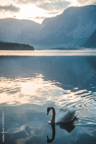 floating white swan in clear blue water © phpetrunina14