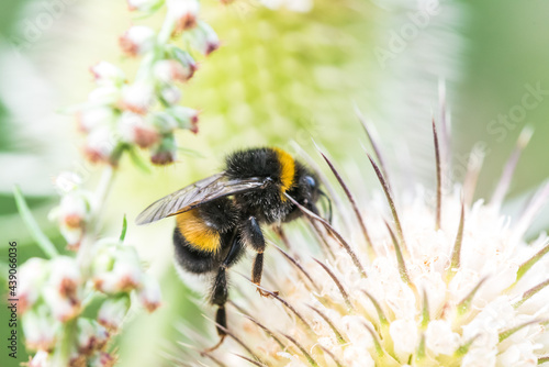 Hummel und Blume Nektar Pollen Blüte Sommer