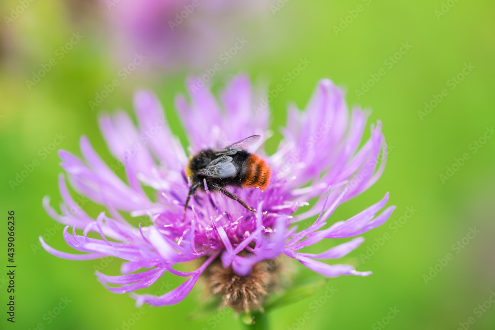 Hummel auf lila Blüte violet flower bumblebee Nektar Pollen Blumen Sommer fleißig Hummel auf lila Blüte violet flower bumblebee Nektar Pollen Blumen Sommer fleißig