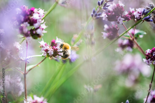 Hummel auf lila Blüte violet flower bumblebee Nektar Pollen Blumen Sommer fleißig