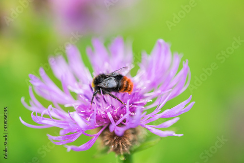 Hummel auf lila Blüte violet flower bumblebee Nektar Pollen Blumen Sommer fleißig