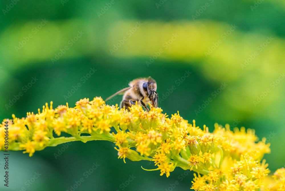 Honeybee Biene sammelt fleißig Pollen Blütennektar Honig Bienchen Portrait Super Close Up Makro Bokeh Sommer ganz nah ran an die Natur Honeybee Biene sammelt fleißig Pollen Blütennektar Honig Bienchen Portrait Super Close Up Makro Bokeh Sommer ganz nah ran an die Natur