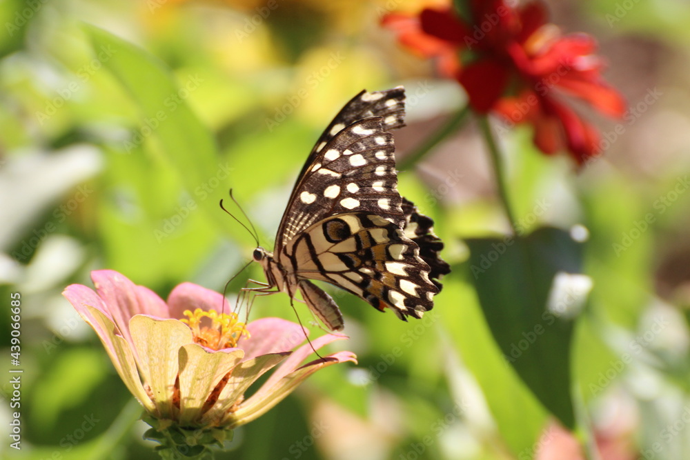 butterfly on flower butterfly on flower