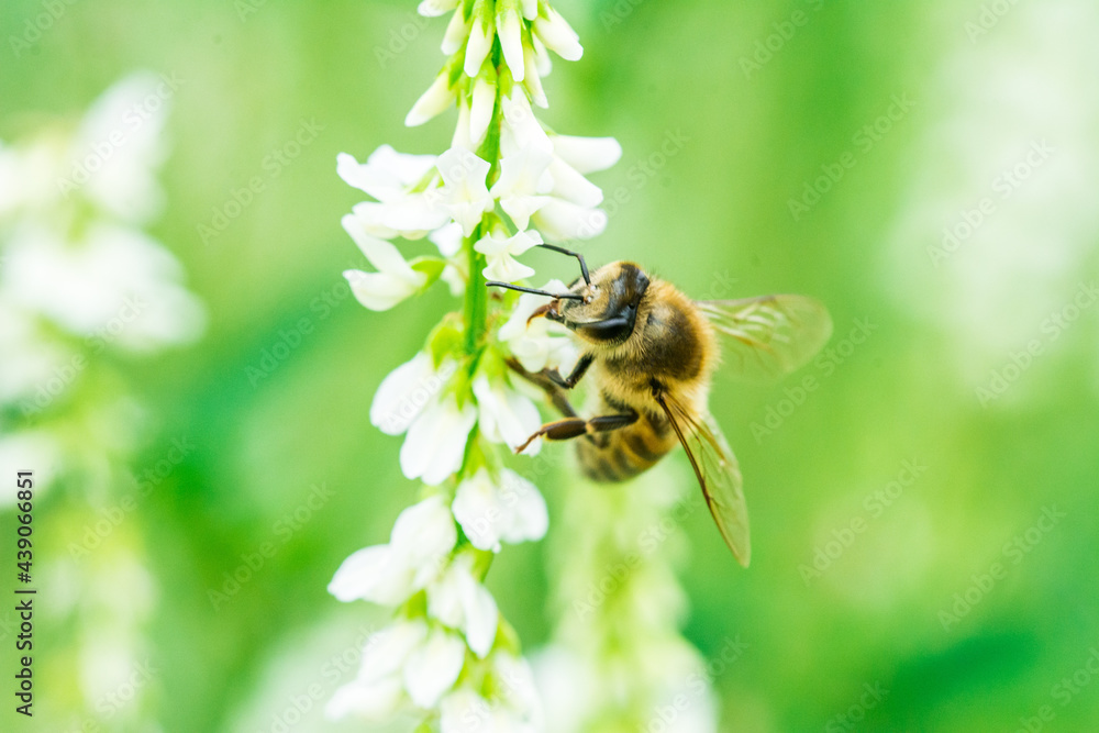 Biene auf Blume Honigbiene flottes Bienchen fleißig Pollen sammeln Nektar Super Close Up Makro Biene auf Blume Honigbiene flottes Bienchen fleißig Pollen sammeln Nektar Super Close Up Makro