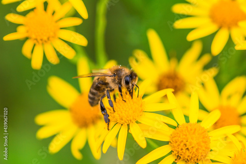 Biene auf Blume Honigbiene flottes Bienchen flei  ig Pollen sammeln Nektar Super Close Up Makro