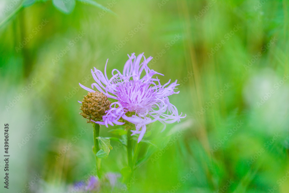 Blume bokeh lila violett Wiese Garten Natur Sommer Blume bokeh lila violett Wiese Garten Natur Sommer