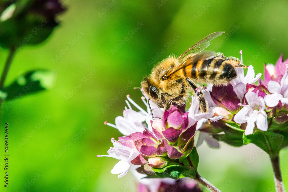 Biene auf Blume Honigbiene flottes Bienchen fleißig Pollen sammeln Nektar Super Close Up Makro Biene auf Blume Honigbiene flottes Bienchen fleißig Pollen sammeln Nektar Super Close Up Makro