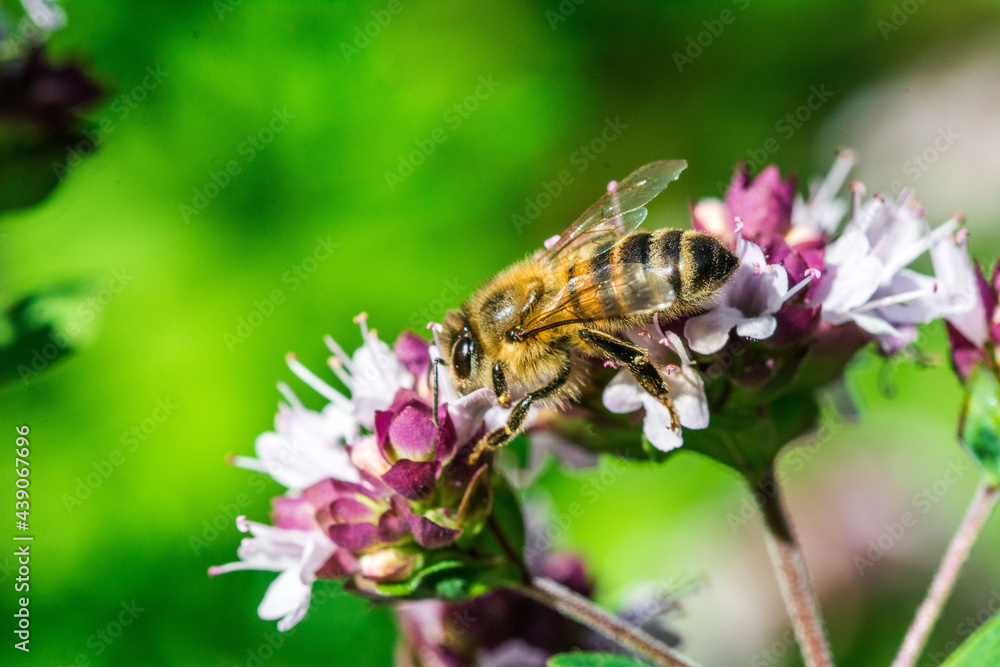 Biene auf Blume Honigbiene flottes Bienchen fleißig Pollen sammeln Nektar Super Close Up Makro Biene auf Blume Honigbiene flottes Bienchen fleißig Pollen sammeln Nektar Super Close Up Makro