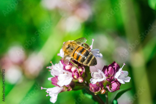 Biene auf Blume Honigbiene sammelt Nektar Blütenpollen Sommer fleißig super close up makro nature © Stephan