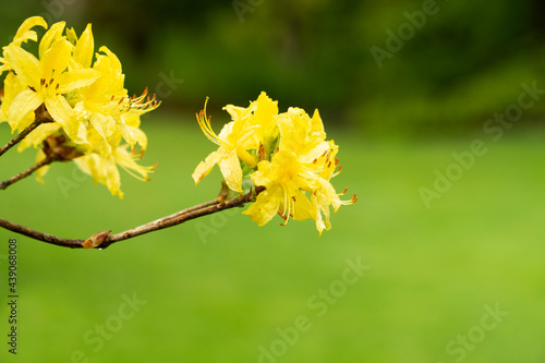 Rhododendron flowers in full bloom
 photo