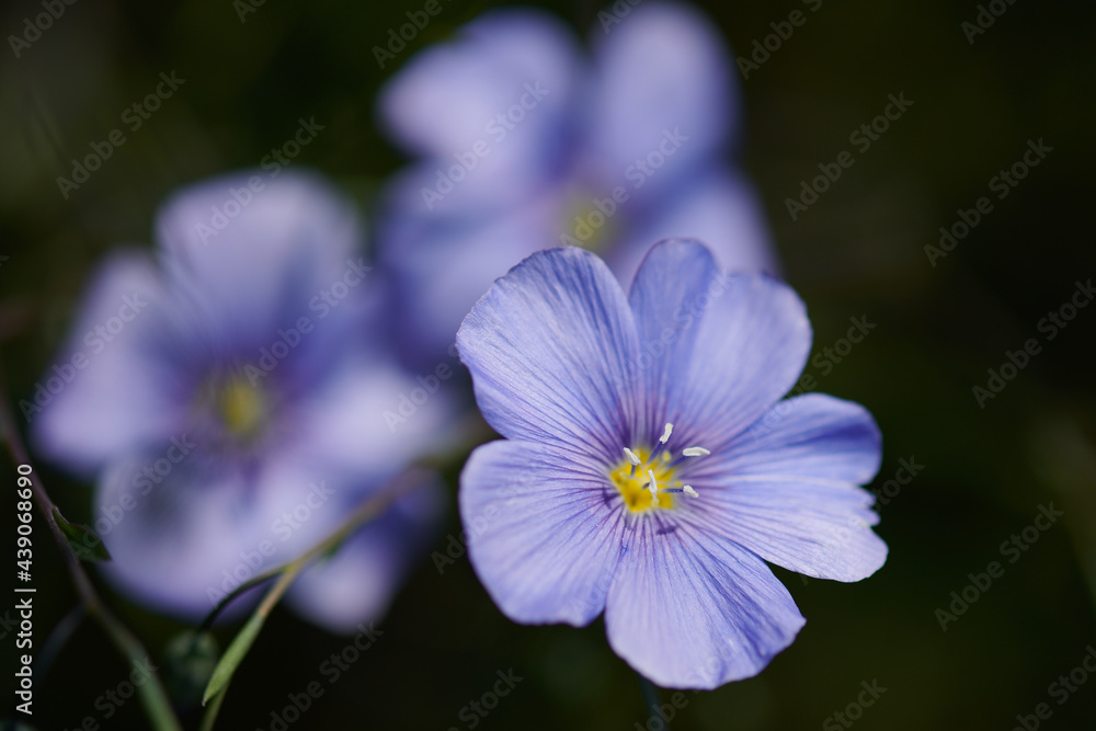 Blue flax flowers against the background of a green meadow on a summer day in a calm, cool tones, low contrast close-up photography.