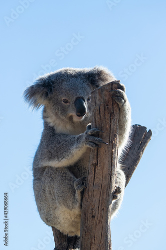 Photography One koala on tree branch in a sunny day.