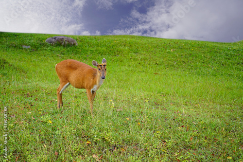 Brown wild deer stand in the green grass field in the big forest and wet feathers after a rainy