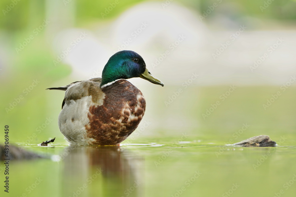 Obraz premium Beautiful male mallard floats in water. Wildlife scene from nature. Mallard in the nature habitat. Anas platyrhynchos