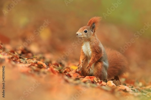 Cute red squirrel with long pointed ears in autumn time . Wildlife in autumn forest. Sciurus vulgaris.