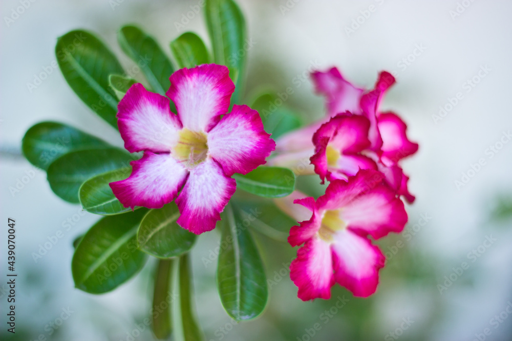 flores flores