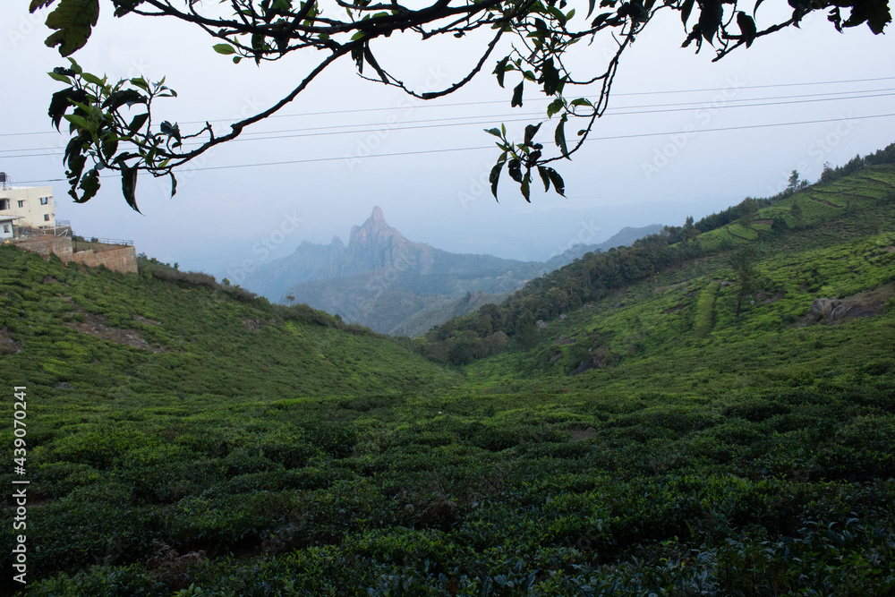 View of rangaswamy peek in kodanadu tea estate in the early morning. clouds passing or touching top of the peek or mountain in kodanadu