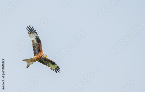 Ein Rotmilan (Milvus milvus) beim fliegen © Marcel