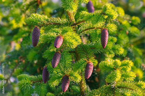 Pine tree with growing cones on the branches. Spring. Sunny morning.