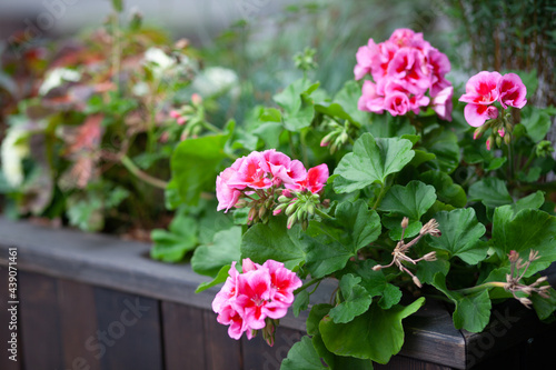 Floral arrangement with pink geraniums. 