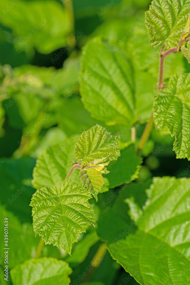 Junge Blätter der Gemeinen Hasel, Corylus avellana Junge Blätter der Gemeinen Hasel, Corylus avellana