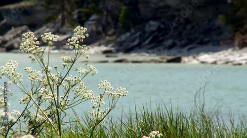 Cow Parsley, Anthriscus sylvestnis on a summer day in Sweden	 photo