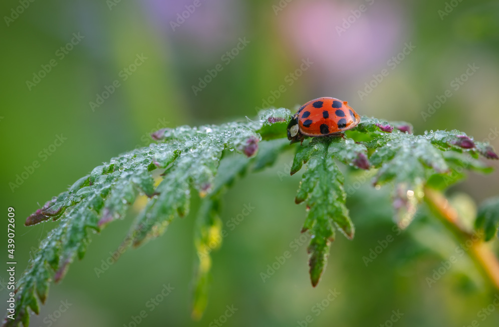 Marienkäfer (Coccinellidae) auf einer Pflanze Marienkäfer (Coccinellidae) auf einer Pflanze