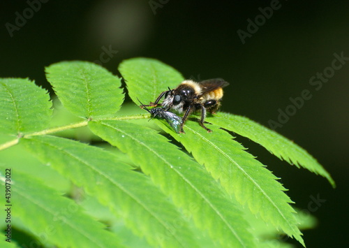 The insect wasp-fly (Asilus ) sits on the leaves of mountain ash on a sunny morning. Moscow region. Russia. © Andrey