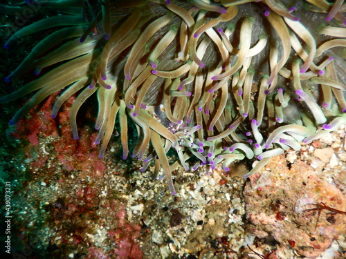 伊豆の海でダイビング中に見かけたイソギンチャクの中に隠れん坊するスケルトンなボディが映えるアカホシカクレエビ